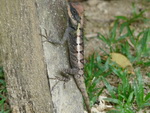 Elefantentrekking in Pang Nga Tonprai Wasserfall Naturpfad ein Salamander (TH).